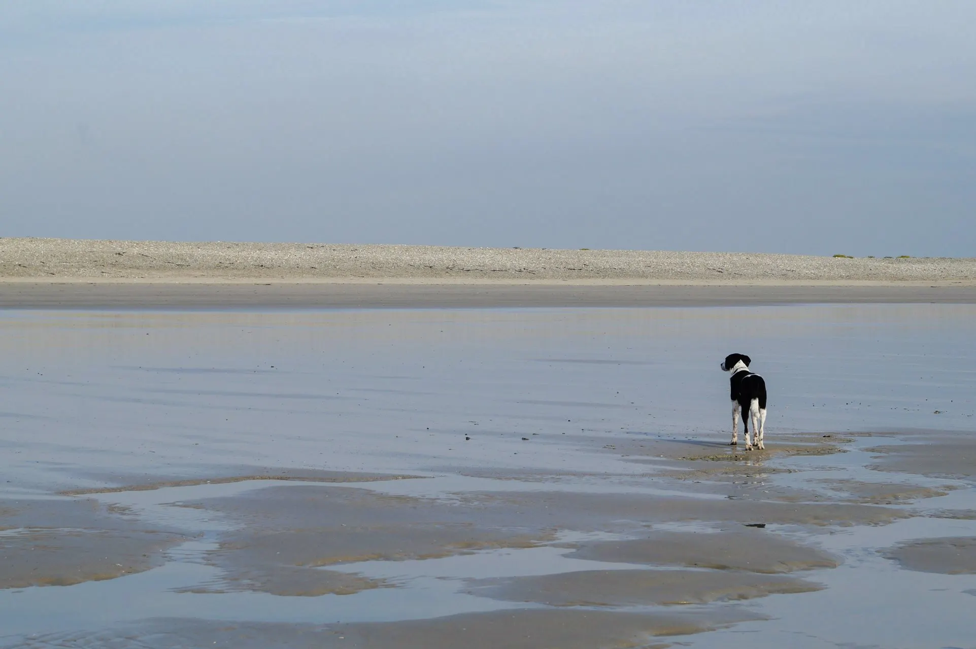 Hund am Strand in der Bretagne