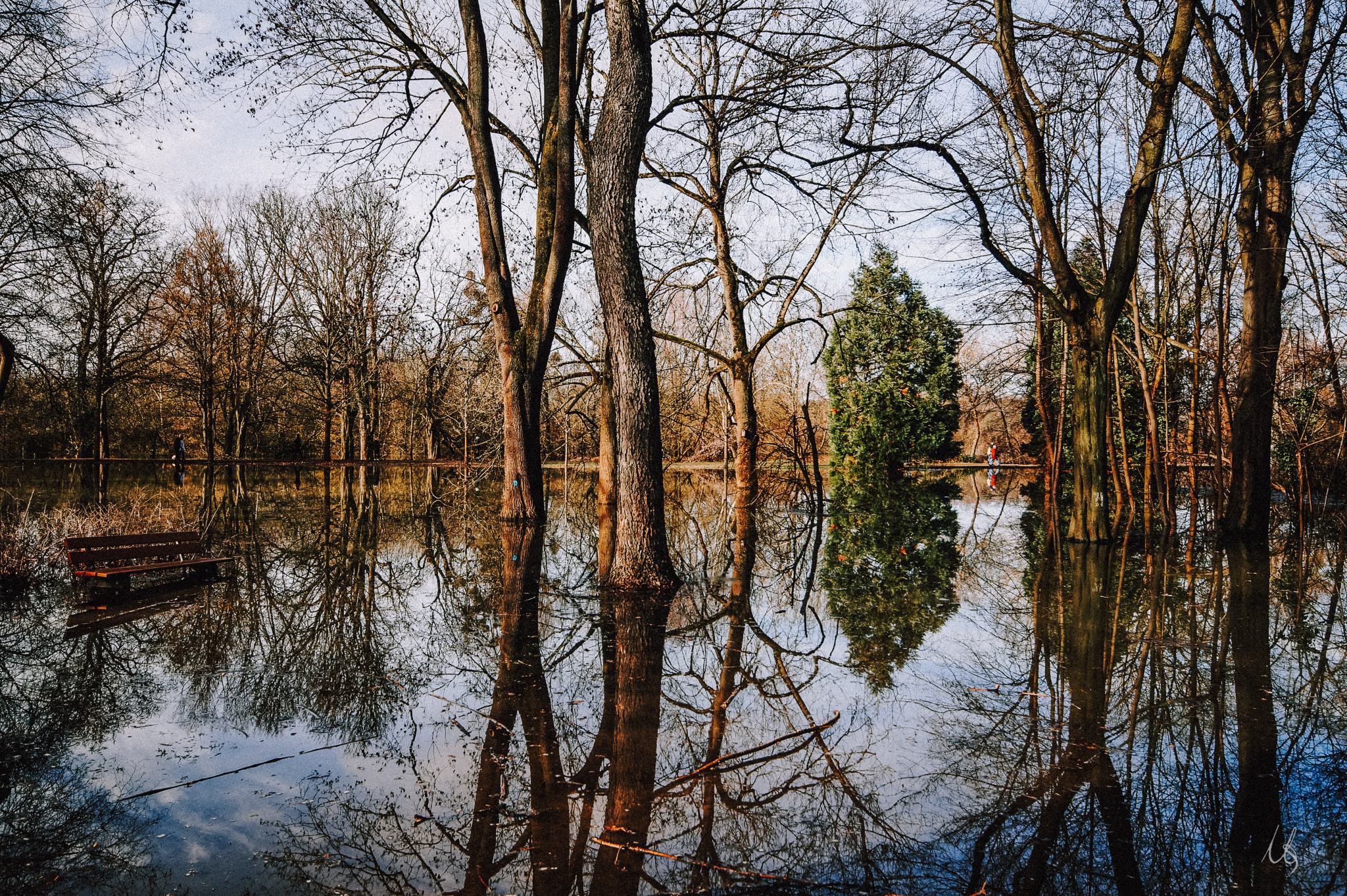 Hochwasser zwischen Bäumen im Waldpark