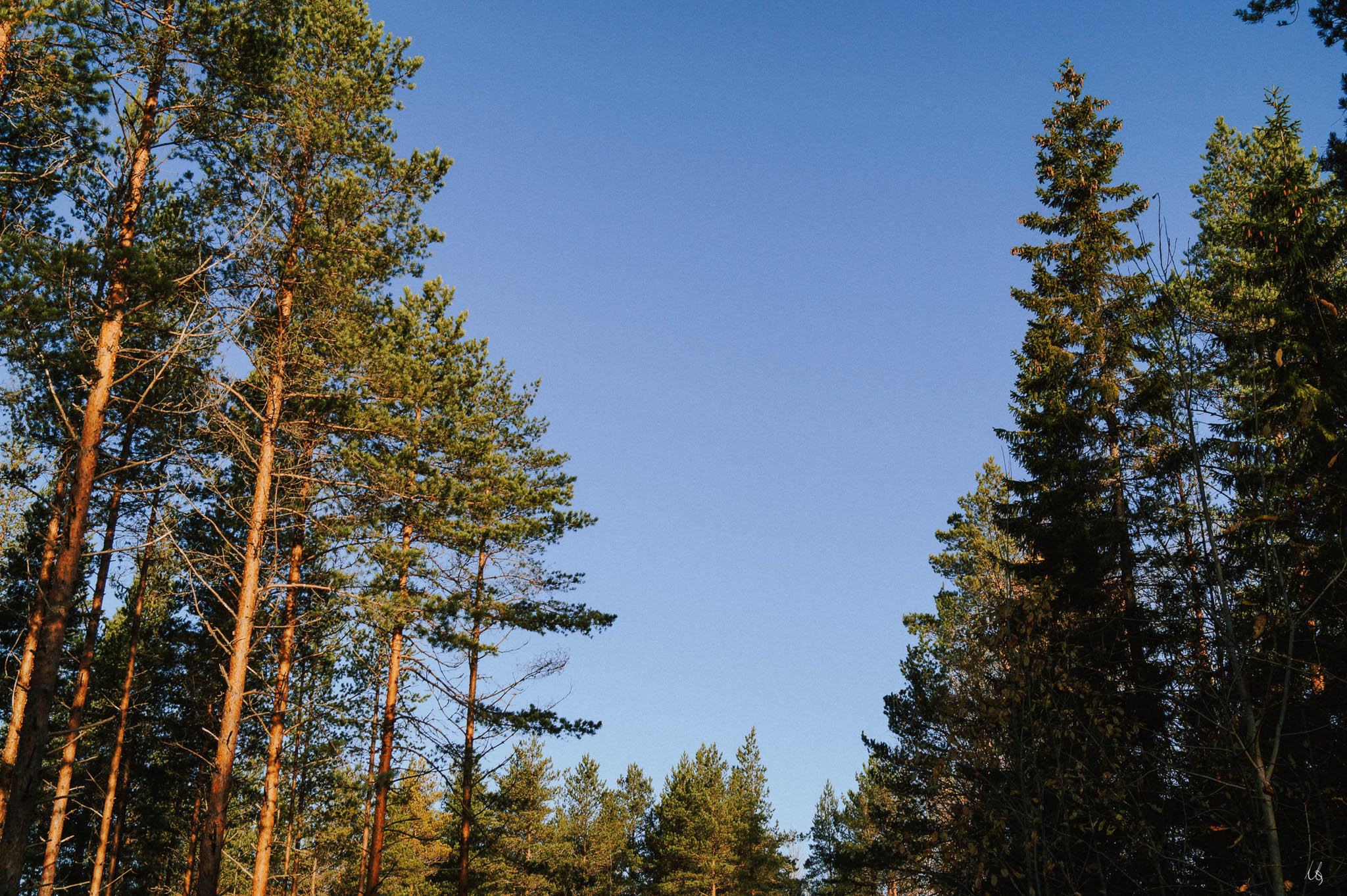 Blick durch eine Waldschneise im Grössjöns hinauf in den Himmel